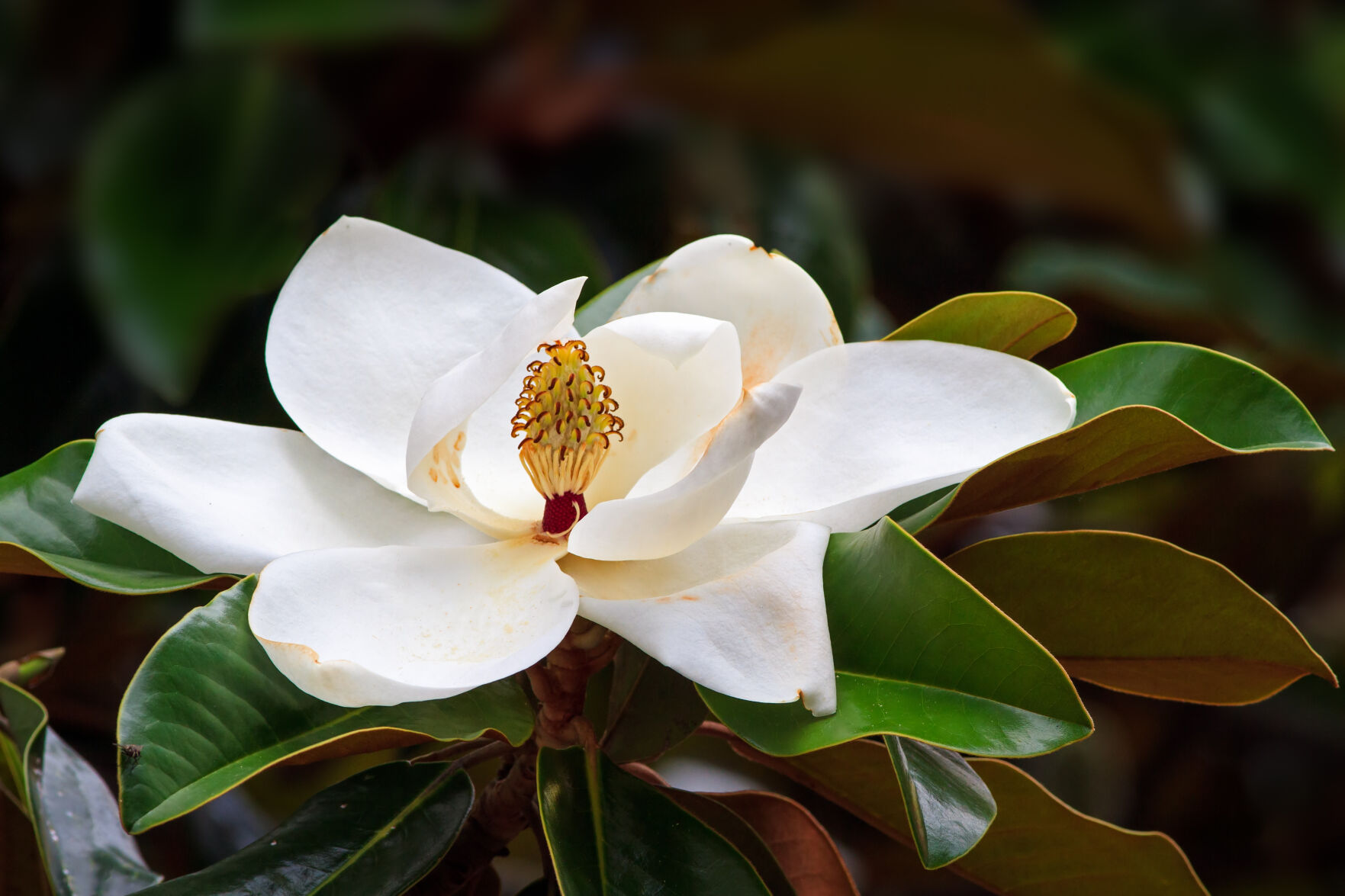 southern magnolia flower